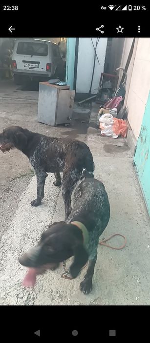 Продается щенки дратхара