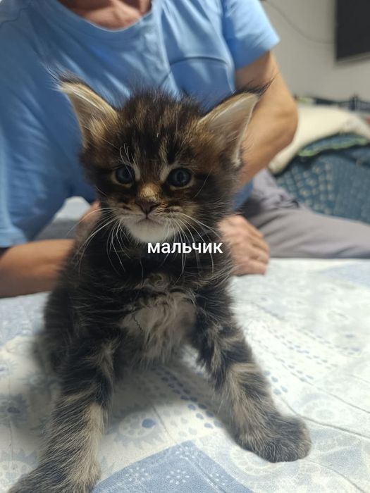 Продам котят Мэйн-Кун