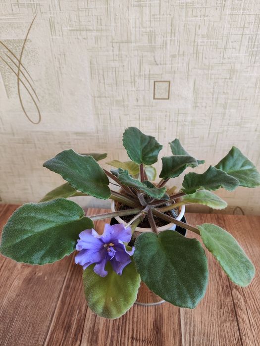 Продам цветы феалки