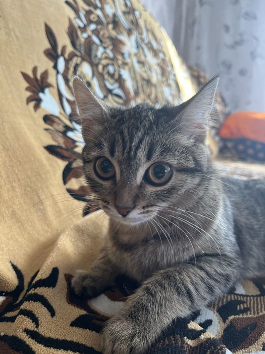 Отдадим котенка(девочка,7мес)