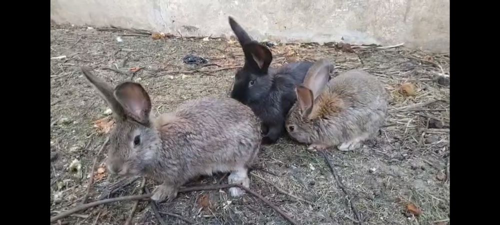 Velikan quyon sotiladi