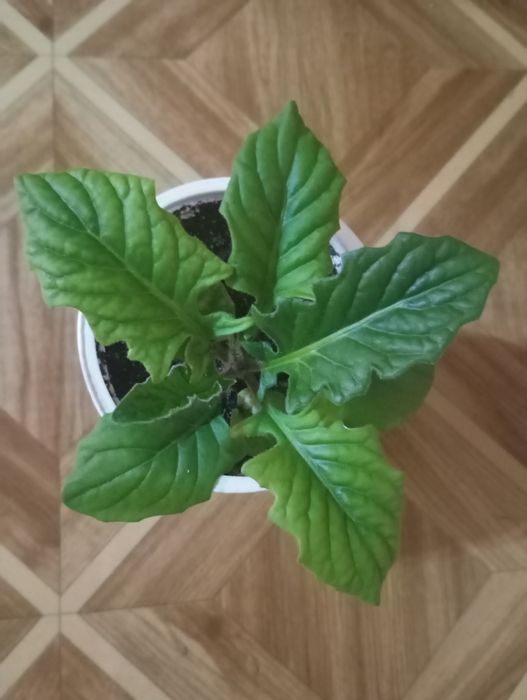 Продам горшечную герберу