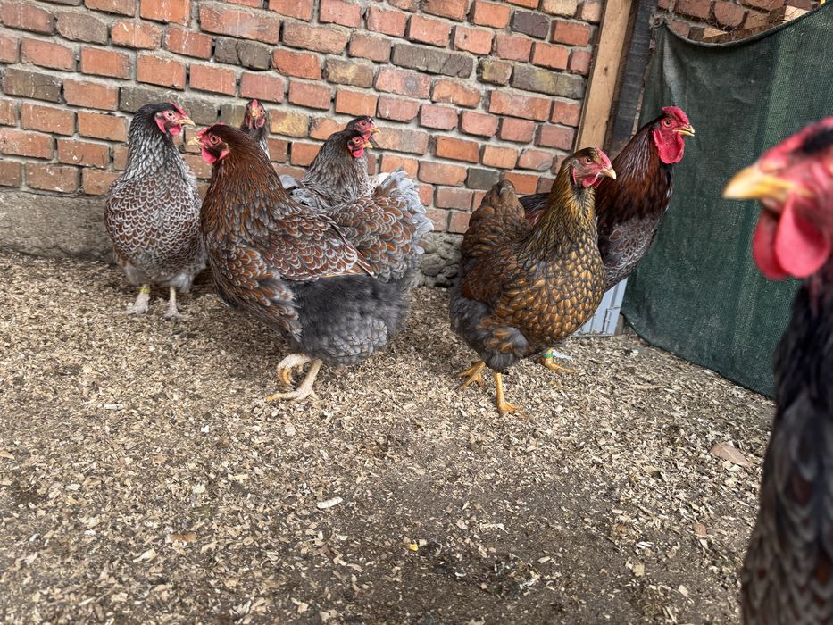 Oua pentru incubat wyandotte gsg ,splash,rosu albastru