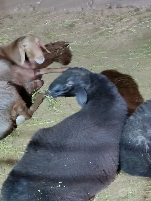 Qochqorlar sotiladi goʻshtin kilosga 140.000 mingdan xizmatlariichda