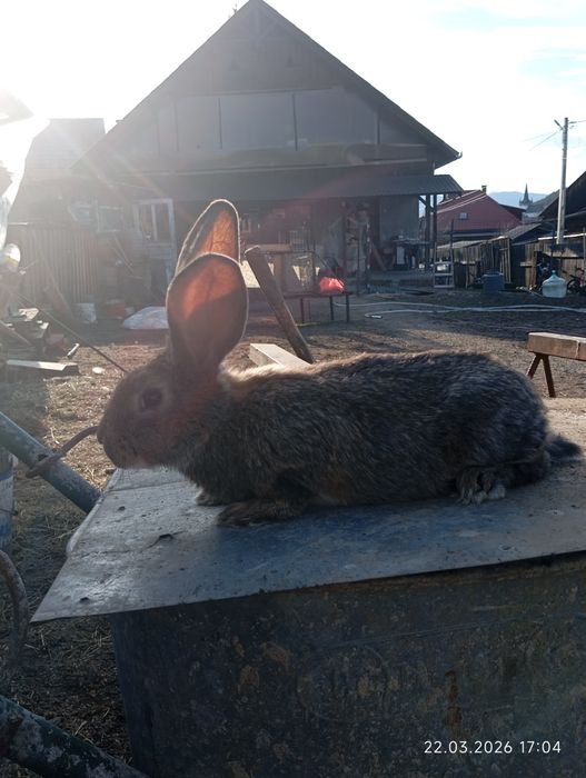 Iepure uriaș german 3 luni schimb