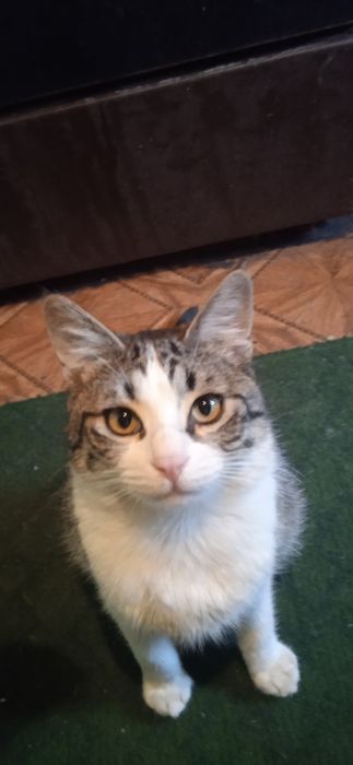 Кот и кошечка в добрые руки