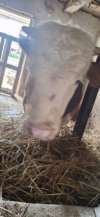 Vând Taur şi Jurincă