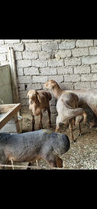 Тозза сифатли Кучкорлар Qo'chqorlar