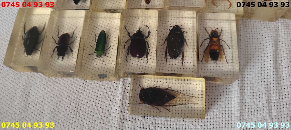 insecte seria Deagostini pret pe bucata