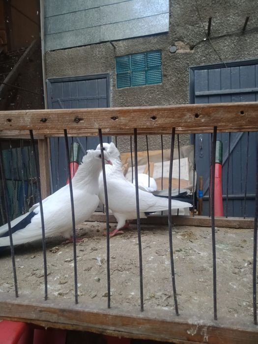 Продам бакинских голубей.