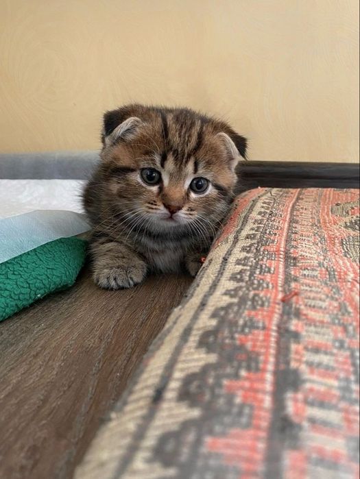 Шотландский вислоухий котёнок