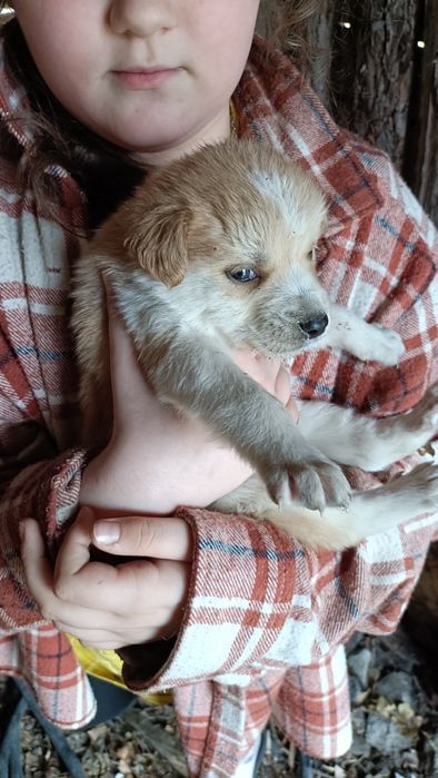 Отдам собак в добрые руки