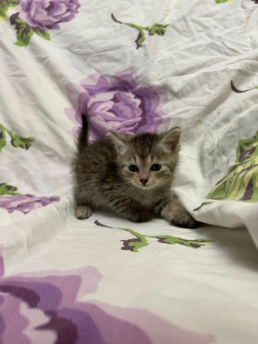 Маленькие, игривые котята