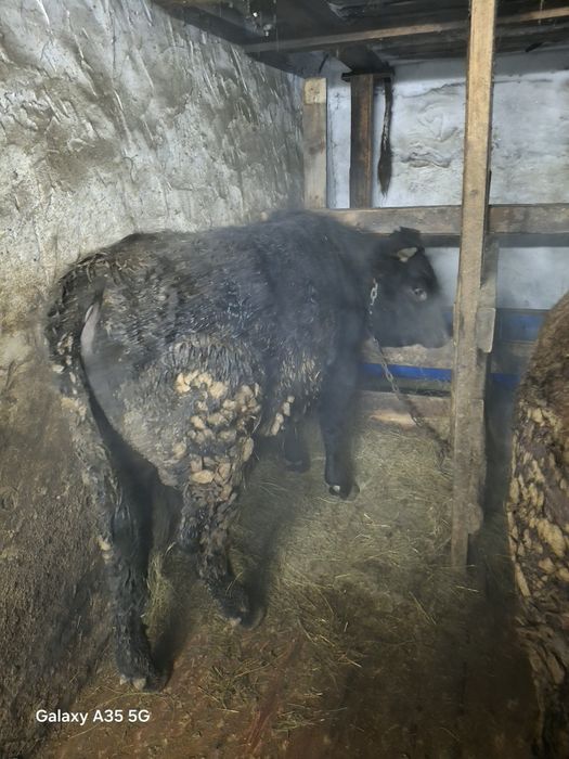 Продаю бычков годовалых