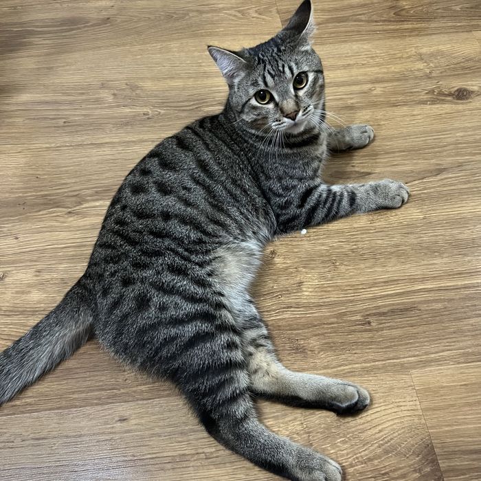 Бесплатно кошка отдам