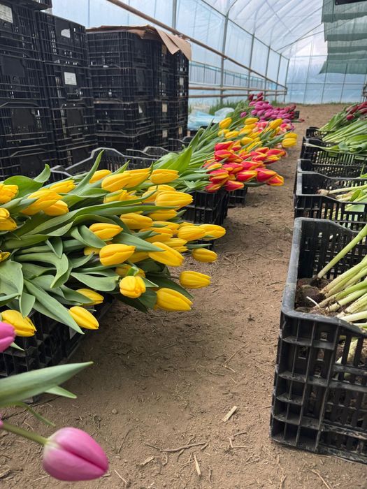 Тюльпаны 7 расцветки