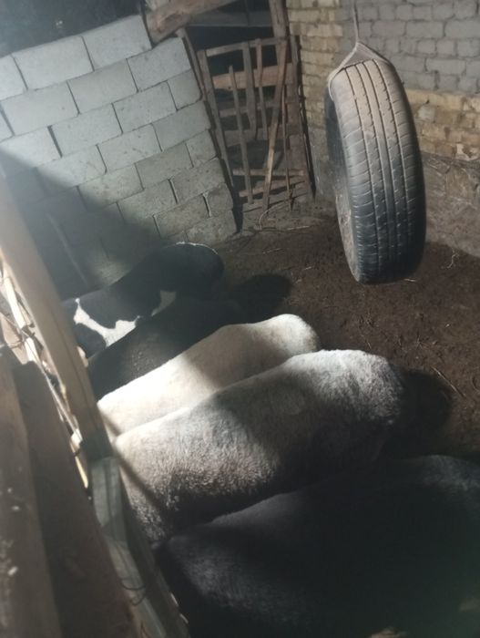 Кучкорла сотилади