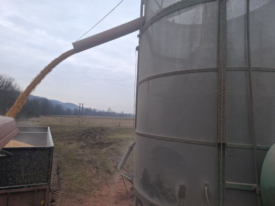 Porumb uscat din producția anului 2025