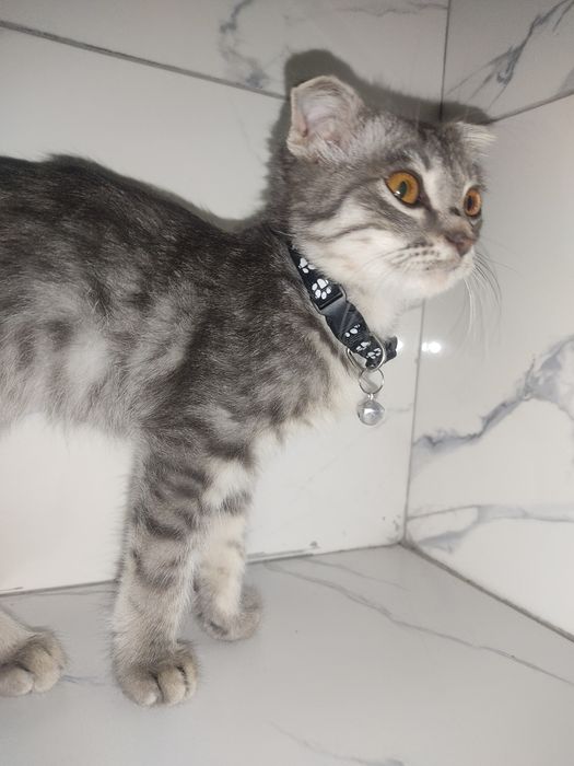 Scottish Fold Shotland bukquloq