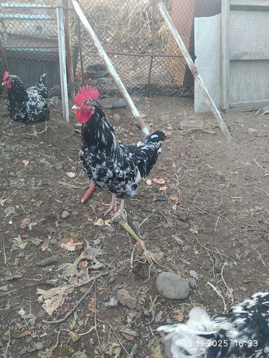 Австралорп черно пестрый  петушки