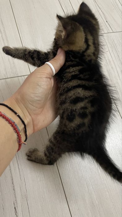 Продам котенка красивый игривый