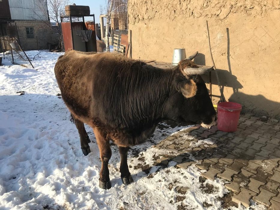 Каровы 800000 тг