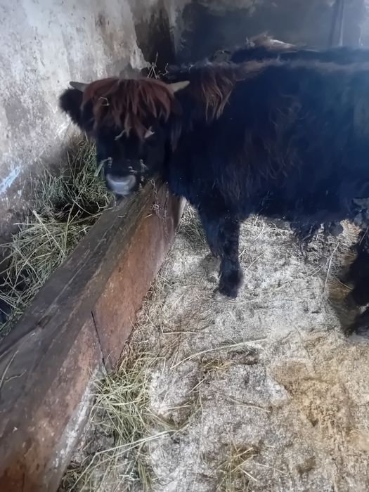 Vând viței highland