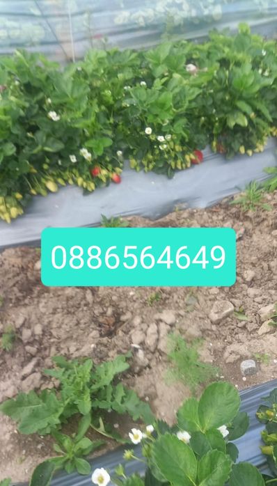 Продавам добре вкоренен разсад корени със уникална корено ва система