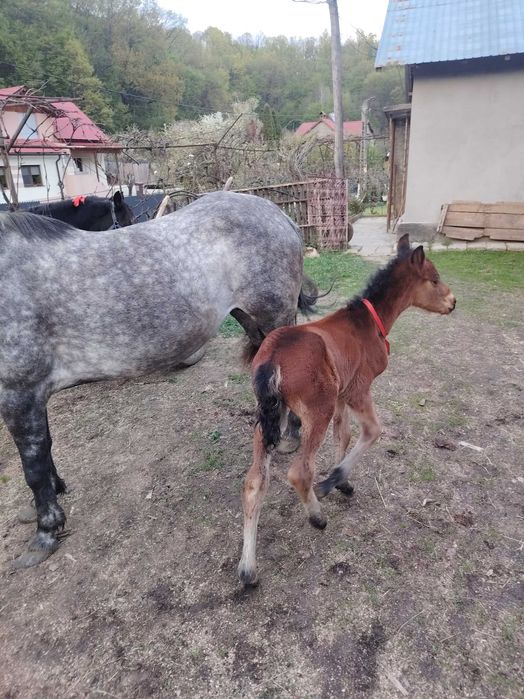 Iapă cu mânz de o săptămână și o mânză de un an de vânzare