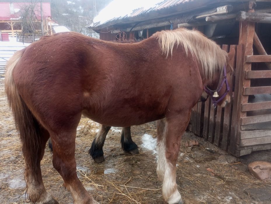 Cai de vânzare  manze