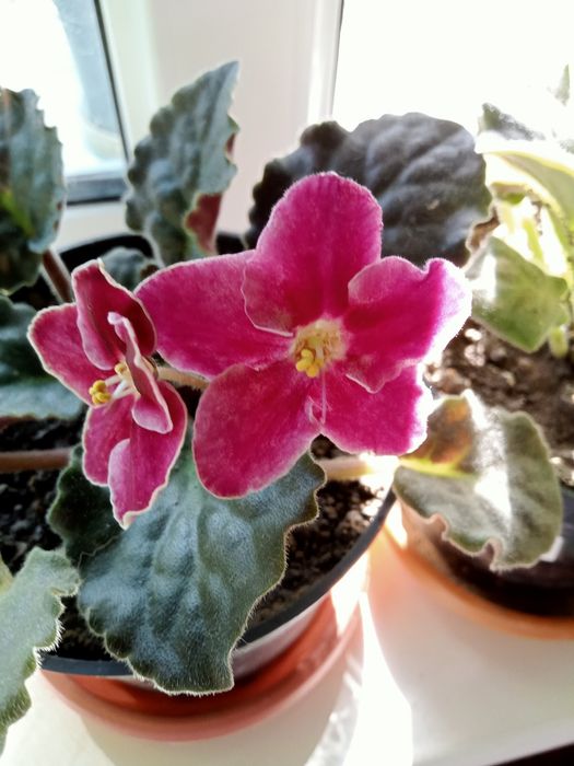 Домашние комнатные цветы