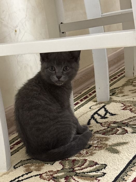 Котенок подросток британский кот