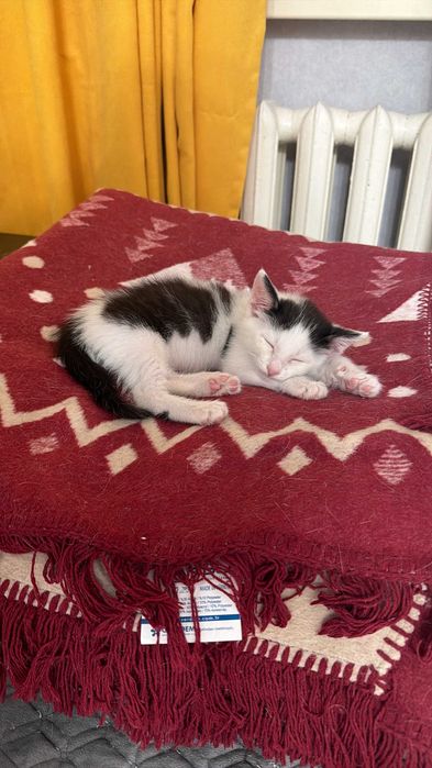 Котенок в любящие руки