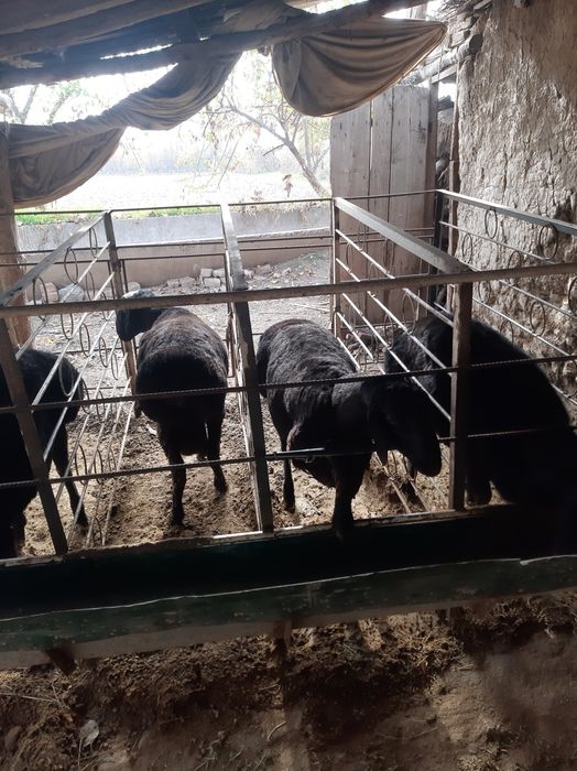 Semiz qochqorlar xolol 1 yosh boldi yemlangan 10 ta