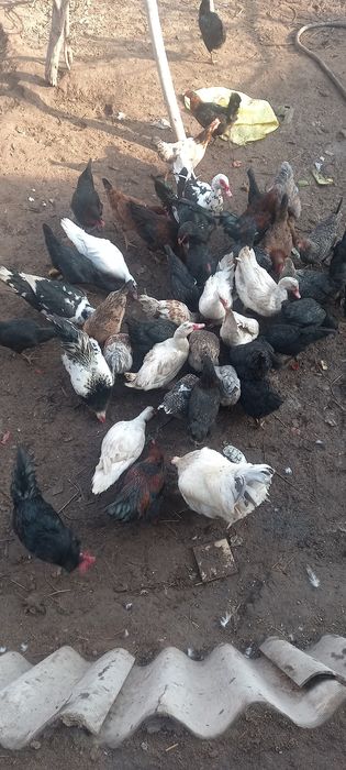 хороз ва идушкалар