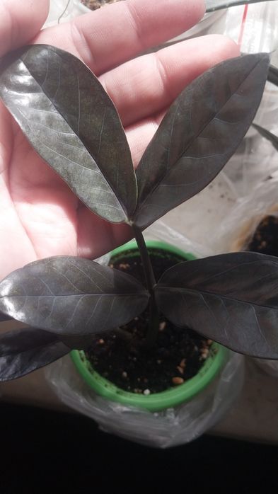 Продам чёрные замиокулькасы