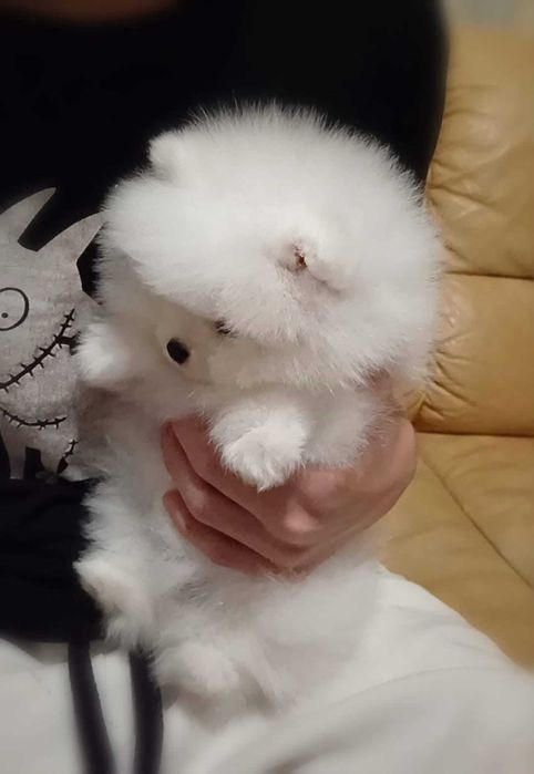 Băiețel Pomeranian