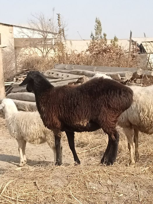 Bugoz barra sotiladi