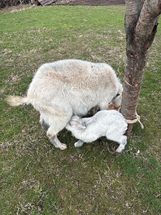 Ақ Ешкі 2 лақтарымен
