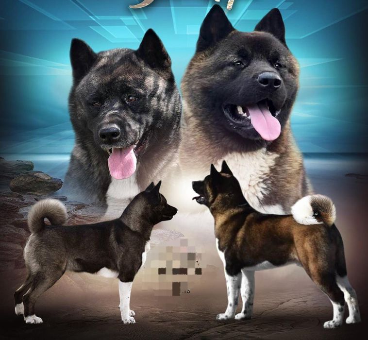 Шикарные щенки Американская Акита