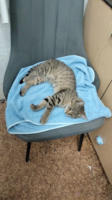 Активная кошечка ,ищет дом