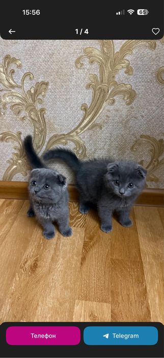 Scotish Fold кошка