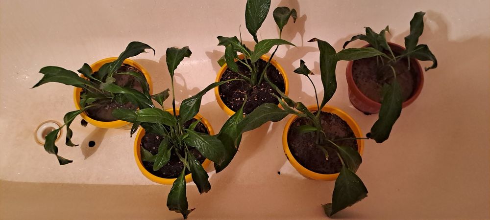 Цветы женская счастья