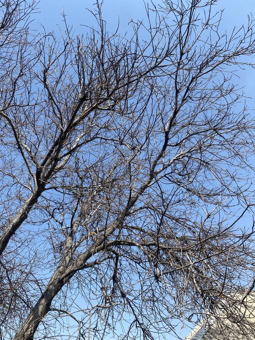 Продам дерево орех