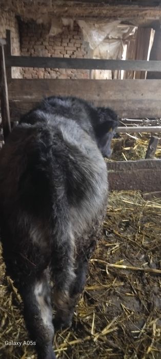 Vitel frumos si gras de vinzare