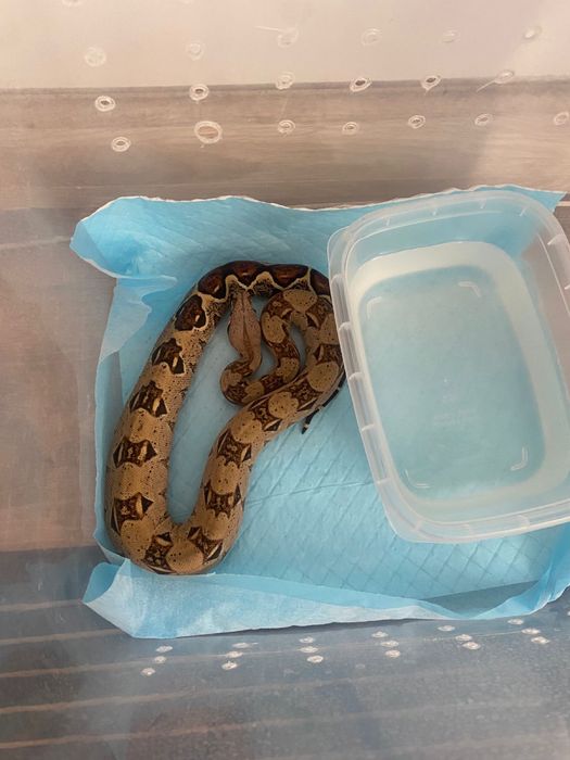 Продам императорского удава