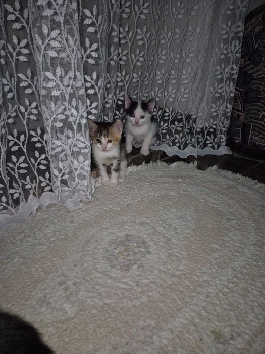 Отдадим кошек в добрые руки