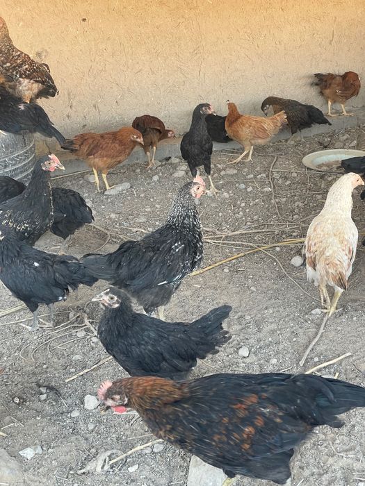 Tavuqlar sotiladi