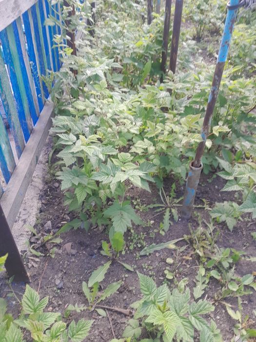 Продам саженцы малины