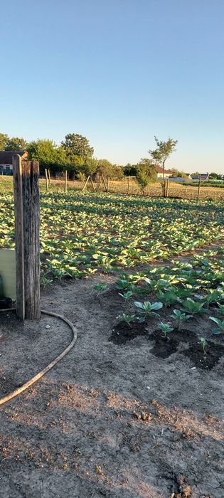 Casă de vanzare comuna Socodor
